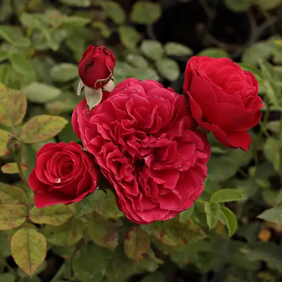 Roşu - trandafir pentru straturi Grandiflora - Floribunda